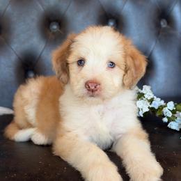 Deegan- Has Videos - Apricot male Aussiedoodle puppy in Troy, South Carolina from Lana Corley- Australian Shepherds of 3/W Farms