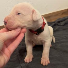 Esteban - White male Dogo Argentino puppy in Winter Haven, Florida from El Riachuelo Dogo Argentino