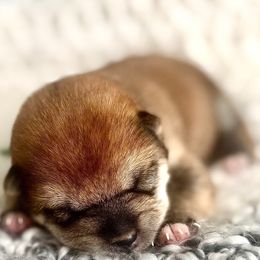 Legend - Red male Shiba Inu puppy in Trenton, Nebraska from Prairie Shibas