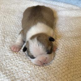 Girl 1 - Seal and white female Boston Terrier puppy in Arlington, Washington from Valerie’s Boston Terriers