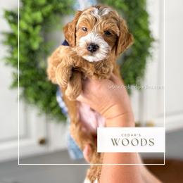 W O O D S 20-25lbs - Red  male Goldendoodle puppy in Richfield, Utah from Cedar Doodles- Home of the Teddybear Goldendoodle