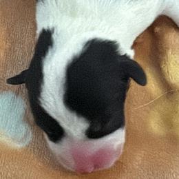 Girl 2 - Black and tan female Pembroke Welsh Corgi puppy in Washington from KB Corgis