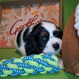 Martha - Black and white female Cocker Spaniel puppy in Crossville, Tennessee from Timber Sunrise Cockers