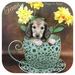 FENNA - AKC Registered 2600 - Cream female Dachshund puppy in Graceville, Florida from Misty's 101 Doxies