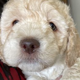 Marco - Brown Lagotto Romagnolo puppy in Fairfield, Iowa from Adagio Lagotto