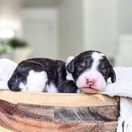 Rocky - Parti male Poodle puppy in Gaylord, Michigan from Dog Mom Co. Poodles