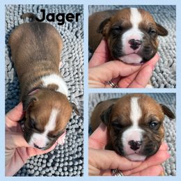 Jager - Red male American Staffordshire Terrier puppy in Marietta, Georgia from Ambition Amstaffs