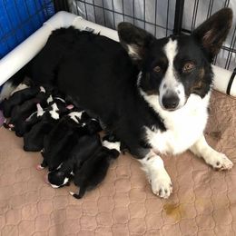 Cardigan Welsh Corgi Puppies from Rochar Cardigan Welsh Corgis