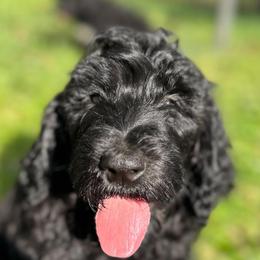 Sam - Black male Goldendoodle puppy in Osage City, Kansas from Golden Ridge Goldens