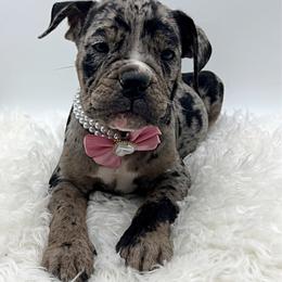 Dina - Black and white female Olde English Bulldogge puppy in Camdenton, Missouri from Mule Pool Olde English Bulldogges