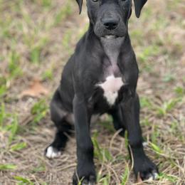Great Dane Puppies from Ashli’s Great Danes