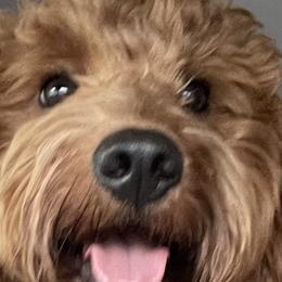 Goldendoodles from 4F Farms