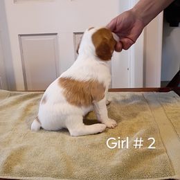 Girl 2 - White and orange female Brittany puppy in Conneautville, Pennsylvania from High Hopes Kennel
