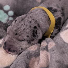 Maddie - Merle female Great Dane puppy in Brooksville, Florida from Follow My Lead Great Danes