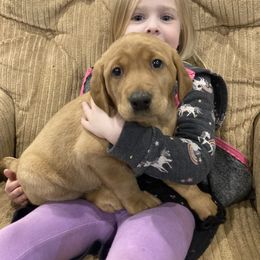 Labrador Retriever Puppies from Ritchie Road Labradors