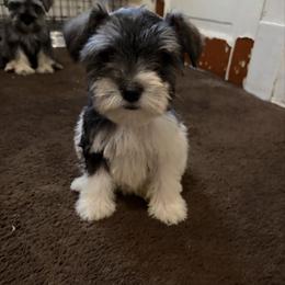 Boy 3 - Parti male Miniature Schnauzer puppy in Bloomington, California from Mini Beard Buster Kennel