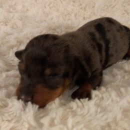 Dachshund Puppies from Jana Rae's