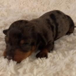 Dachshund Puppies from Jana Rae's