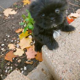 Shih Tzu Puppies from Tough Shih