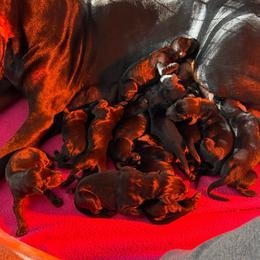Girl 4 - Black and rust female Doberman Pinscher puppy in Lake City, Florida from Paintedcrazy Doberman Pinchers