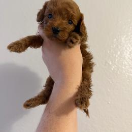 Squirt - Red male Cavapoo puppy in Fort Worth, Texas from Aloha Paradise Poodles LLC