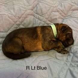 Girl 1 - German Shepherd puppy from Von Cluskey German Shepherds