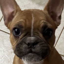 French Bulldog Puppies from Herell's French Bulldogs