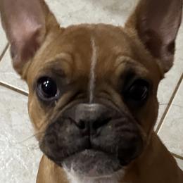 French Bulldog Puppies from Herell's French Bulldogs