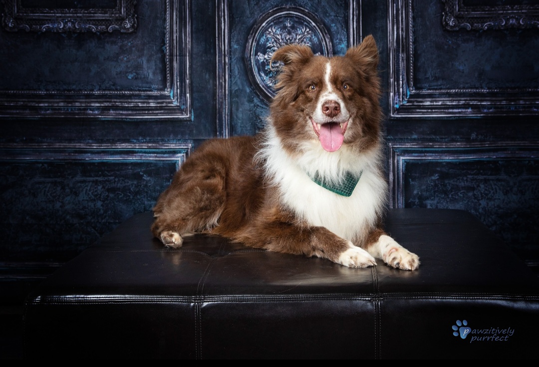 Boomer - Australian Shepherd