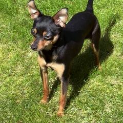 Dozer - Prague Ratter