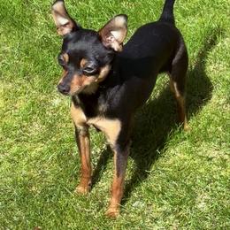 Dozer - Prague Ratter