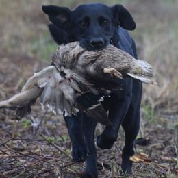 Labrador Retrievers from Rippling Waters