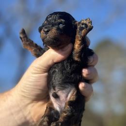 Sterling - Phantom male Poodle puppy in Anderson, South Carolina from Stephanie’s Signature Poodles inspired by Sherry Lynn LLC