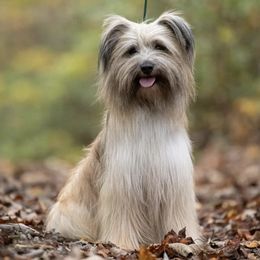 Boston Terriers and Pyrenean Shepherds from Echo Ridge Kennel