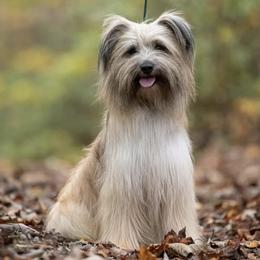 Boston Terriers and Pyrenean Shepherds from Echo Ridge Kennel