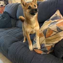 Mabel - Red Shiba Inu puppy in Las Vegas, Nevada from AKZ Shiba Inus