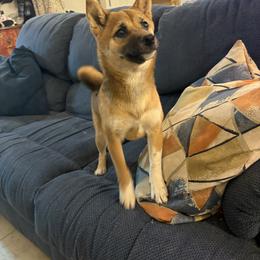 Mabel - Red Shiba Inu puppy in Las Vegas, Nevada from AKZ Shiba Inus