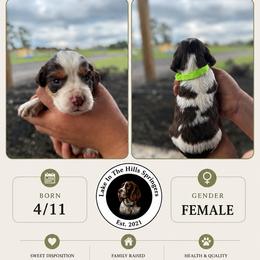 Girl 1 - Liver white and tan female English Springer Spaniel puppy in Fort Meade, Florida from Lake in the Hills Springers