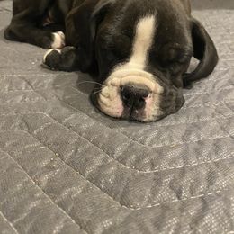 Boxer Puppies from Sand Creek Boxer Kennel