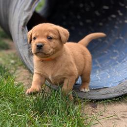 Male Puppy Spot - Yellow male Labrador Retriever puppy in Millville, New Jersey from Puzzles Labradors