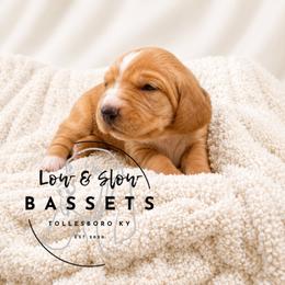 Ms. Puff - Mahogany and white female Basset Hound puppy in Tollesboro, Kentucky from Low and Slow Bassets