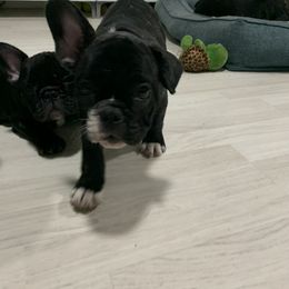French Bulldog Puppies from Luna and London’s Puppies