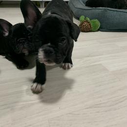 French Bulldog Puppies from Luna and London’s Puppies