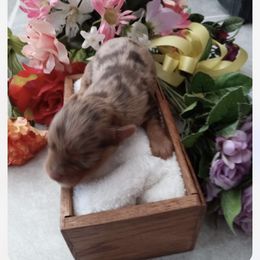Yorkshire Terrier Puppies from ASA Yorkies