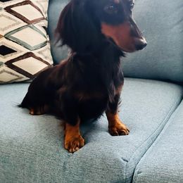 Gypsy - Dachshund