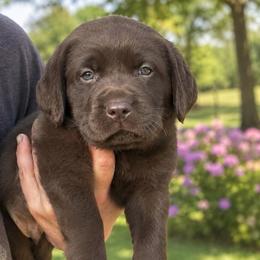 Noble - Chocolate male Dilute Retriever puppy in Baldwin City, Kansas from Hedge Lane Labradors
