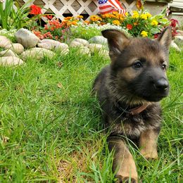 German Shepherd Puppies from Hamilton Pine Kennels
