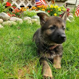 German Shepherd Puppies from Hamilton Pine Kennels