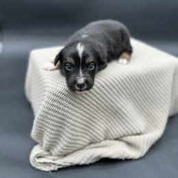 Canik - Black tri male Miniature Australian Shepherd puppy in Queen Creek, Arizona from Arizona Aussies