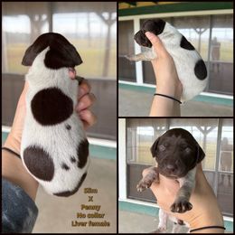 No collar liver female - Liver roan female German Shorthaired Pointer puppy in Crockett, Texas from LL Gun Dogs, LLC